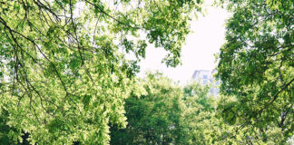 Plac zabaw, a może siłownia