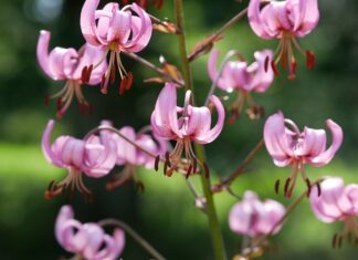 Co oznacza kolor turbanu w Indiach? Co oznacza kolor turbanu w Indiach?