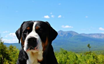 Co na dużego leszcza?