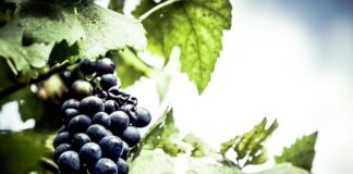 Jaki lokalizator dla psa?