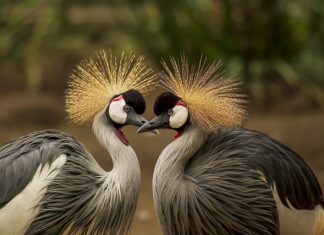 Jakie nakrycie głowy do krótkich włosów?