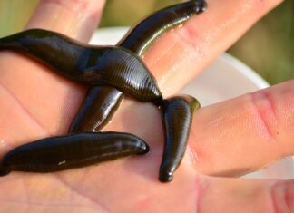 Jak samemu zrobić przynętę na ryby?