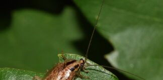 Czym się różni płoć od jazia?