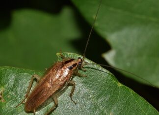 Czym się różni płoć od jazia?