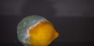 Do jakiego pojemnika wyrzucić spleśniały chleb?