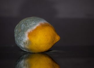 Do jakiego pojemnika wyrzucić spleśniały chleb?