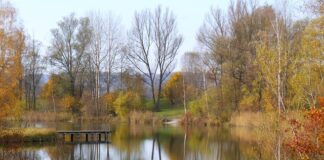 Jaki kolor plecionki na okonia?