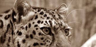 Na co bierze Amur w stawie?