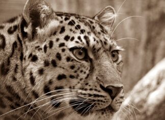 Na co bierze Amur w stawie?