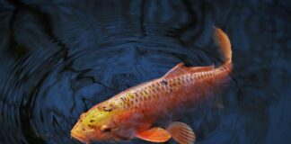 Czy karpie mogą jeść chleb?