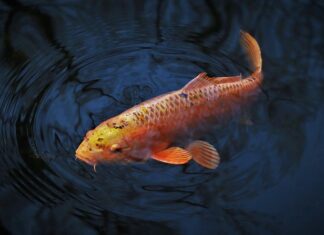 Czego karp nie lubi? Czego karp nie lubi?