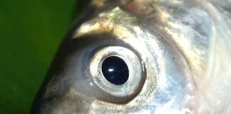 Kiedy trze się kleń?