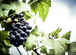 Co to jest lokalizator GPS?