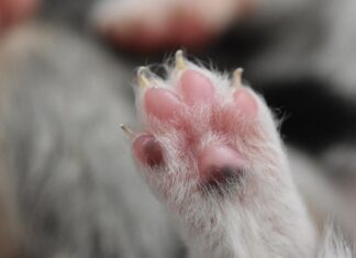 Jak chronić nadgarstki na snowboardzie?