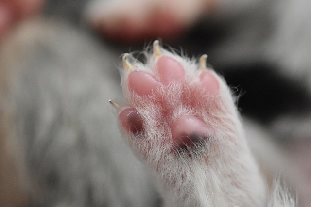 Jak chronić nadgarstki na snowboardzie? Jak chronić nadgarstki na snowboardzie?