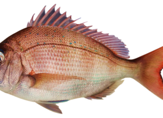 Co leszcze lubią najbardziej? Co leszcze lubią najbardziej?