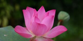 Jak się mówi po angielsku sztućce?