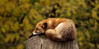 Jak się ubrać do spania pod namiotem?