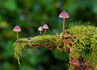 Ile trzeba zjeść trujących grzybów żeby się zatruć?