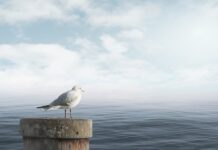 Jak uspokoić psa przed podróżą?