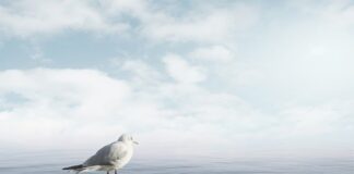 Jak uspokoić psa przed podróżą?