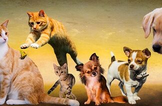 Które psy nie mogą chodzić po schodach? Które psy nie mogą chodzić po schodach?