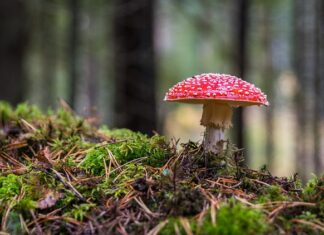 Czy grzyb rośnie w jedną noc?