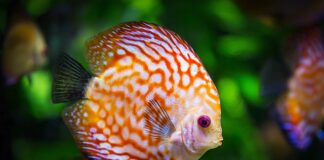 Ile wlać Uzdatniacza do akwarium?