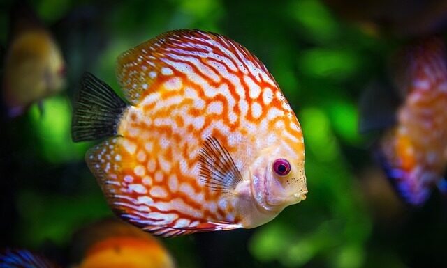 Ile wlać Uzdatniacza do akwarium?