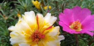 Kiedy nie jeść kalafiora?