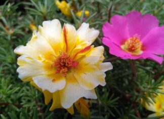 Kiedy nie jeść kalafiora?