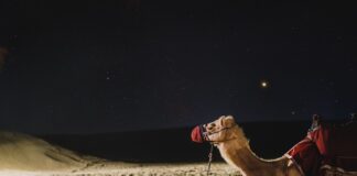 Jak podróżować z dużym psem?