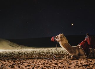 Jak podróżować z dużym psem? Jak podróżować z dużym psem?