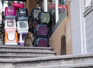 Jaki transporter dla Maine Coon?