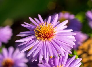 Które Michałki były pierwsze?