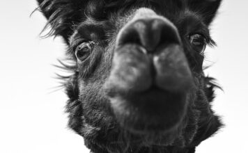 Co pies lubi a czego nie?