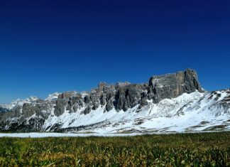 Jaki nawóz pod truskawki i maliny?