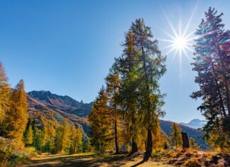 Co pod masę cukrową na tort? Co pod masę cukrową na tort?