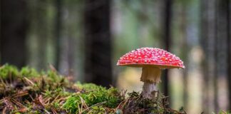 Jaki jest najrzadszy grzyb w Polsce?