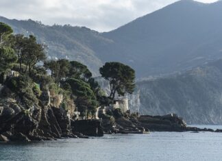 Ile kosztuje u spanie kota?