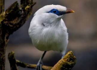 Jaki jest najrzadszy grzyb?