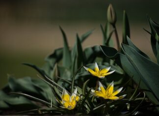 Jaka jest najlepsza odmiana truskawek? Jaka jest najlepsza odmiana truskawek?