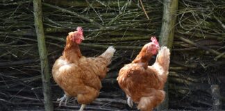 Jakie są typy sera?