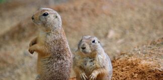 Jak zrobić pieska z Włóczki?