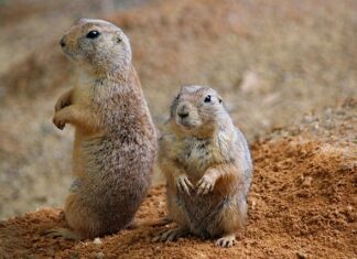 Jak zrobić pieska z Włóczki? Jak zrobić pieska z Włóczki?