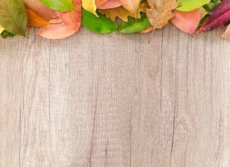 Czy na granicy sprawdzają paszport psa? Czy na granicy sprawdzają paszport psa?