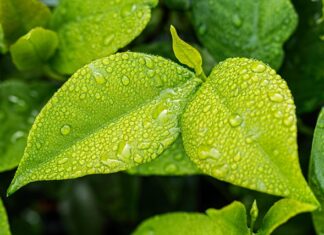 Ile zielonych warzyw dziennie?