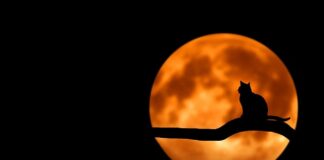 Czy kot może zapomnieć właściciela?