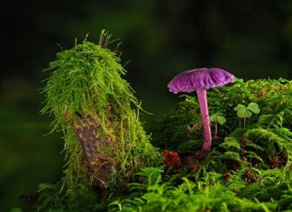 Czy na farbę akrylową można położyć lakier bezbarwny?