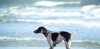 W czym Moczyć truskawki przed sadzeniem?